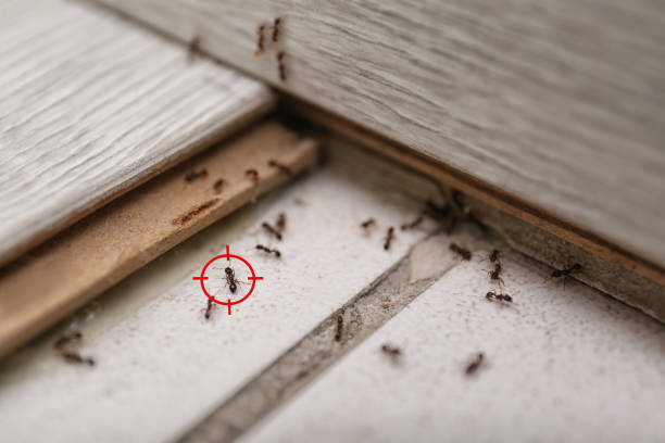 Best Exterminator Services  in Laurel, DE